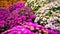 Decoratively planted bushes of chrysanthemums flowers of different colors close-up
