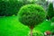 decoratively trimmed tree in the garden in the backyard of the house.