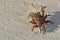 Decorator crab on sand