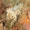 Decorator crab - spider crab