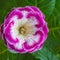 Decorum plant, beautiful pink Gloxinia flower Sinningia specios