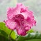 Decorum plant, beautiful Streptocarpus flower