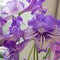 Decorum plant, beautiful Streptocarpus flowers