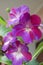 Decorum plant, beautiful Streptocarpus flowers