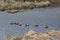 Decoy ducks on lake