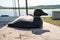 A decoy wooden duck for duck hunting stands on a table, against the backdrop of a lake