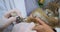 A decrepit rodent sits on the hands of a veterinary assistant. The veterinarian trims the nails with special scissors