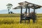 Decrepit shack in the middle of rice fields