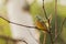 Decticus verrucivorus sitting on branch