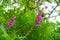 Dedalera flower Digitalis purpurea pink Asturias