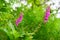 Dedalera flower Digitalis purpurea pink Asturias