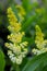 Dedicate flowers of False solomon`s-seal, Maianthemum racemosum
