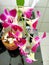 dedrobium sonia orchid ornamental plant blooms, for indoor decoration on the guest table