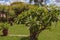 DEDZA, MALAWI, AFRICA - MARCH 25, 2018: Stunning lush green plant on the Dedza Pottery yard. Malawian landscapes, fields with