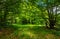 Deep ancient beech forest glade in summer