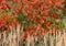 Deep autumn coloursof the sumac tree at RHS Hyde Hall garden, near Chelmsford, Essex, UK.