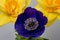 Deep blue anemone blossom surrounded by a pair of daffodils on gray