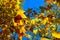 Deep blue Autumn sky accentuates the bright Yellows and oranges of the changing leaves colors