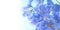 Deep blue delphinium flowers. floral background.