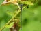 Deep Blue-eyed Damselfly On Green Leaf 1