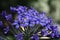 Deep blue flower umbellate
