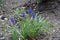Deep blue flowers of Armenian grape hyacinths