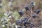 Deep blue and glossy berries on a shrub of the Wild Privet, Ligustrum vulgare, in autumn.