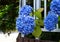 Deep blue hydrangeas with green leaves