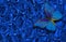 Deep blue natural texture background. Blue rose background. Blue morpho butterfly on a blue roses. Top view