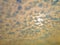 Deep blue sky and white cloud background.In the sky with Altocumulus Perlucidus or Stratocumulus Perlucidus Cloud Background.