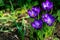 Deep blue or violet crocuses Ruby Giant on natural garden background