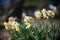 Deep Bokeh of Narcissus chinensis or Narcissus tazetta