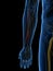 The Deep Branch Radial Nerve