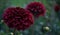 Deep burgundy dahlia bloom formal decorative type against a background of other dahlias and foliage,beautiful flowers,close-up