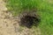 Deep burrow in the ground among young lush green grass