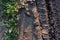 A deep car track on a Russian dirt road after rain. The imprint of car tires on the dirt. Dried mud on the roads in the village