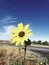 Deep color small sunflower on rural road