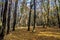 Deep in colorful autumn forest in November, Bratislava, Slovakia