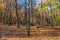 Deep in colorful autumn forest in November, Bratislava, Slovakia