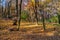 Deep in colorful autumn forest in November, Bratislava, Slovakia