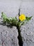 Deep crack on the asphalt. Blooming dandelion growing in the crack of a asphalt road. Closeup.