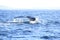 Deep diving Hump Back Whale Australia