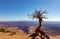 Deep erosion in the Grand Canyon with dead tree in forefront