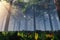Deep Forest 3D render