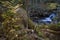 Deep forest along the Tristaina river in Andorra