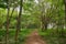 Deep forest in Khao Samroiyod national park prachubkirikhun frome thailand