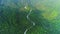 Deep forest tree landscape curved road aerial view