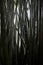 Deep Green Close Up Wet Bamboo Tree Trunks