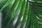 Deep green cycas leaves, shot close-up with water drops macro