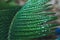 Deep green cycas leaves, shot close-up with water drops macro
